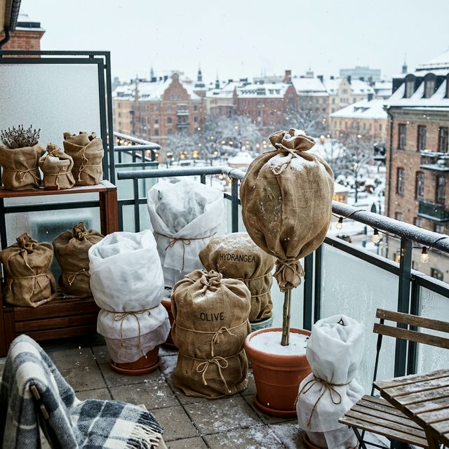 Potted balcony plants wrapped in protective burlap and white frost covers