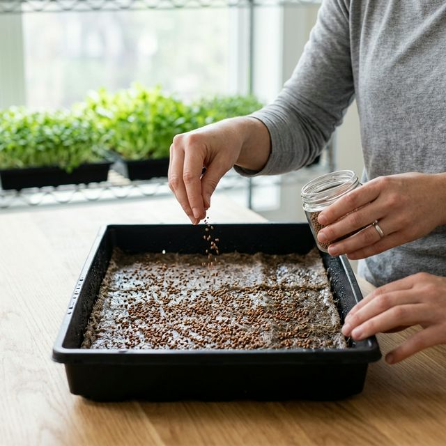 Sprinkling seeds onto a hemp mat